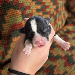 Goldie - Black and tan female Pembroke Welsh Corgi puppy in Leonard, Texas from Southern Rose Corgis