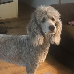 Poodles from Daisy’s Poodles