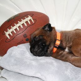 Belgian Malinois Puppies from Pyrex Kennels