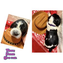 Tammy - Black and white female English Springer Spaniel puppy in Madison, Indiana from McCollough's Pawsome Spaniels and Danny's Delightful Dachshunds