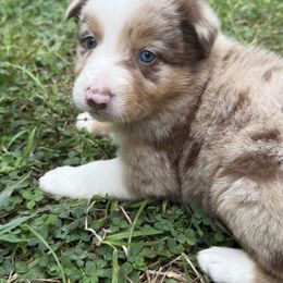 Sparkle - Red merle female Border Collie puppy in Cedartown, Georgia from Ferguson Border Collies