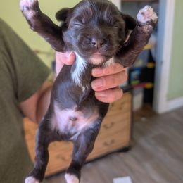 DaoDog Macho Michael - Chocolate male Chinese Crested puppy in Highland Park, Michigan from Family Kennel Dao Dog