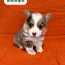 Rudolph - Blue merle and white male American Corgi puppy in Midland, Texas from Desert Darlin’ Corgis