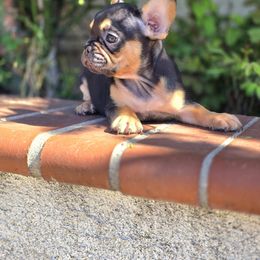 French Bulldog Puppies from County Of Orange Frenchie Family