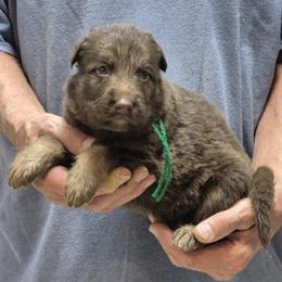 Boy 1 Liver - Liver male German Shepherd puppy in Lake George, Colorado from High Country German Shepherds