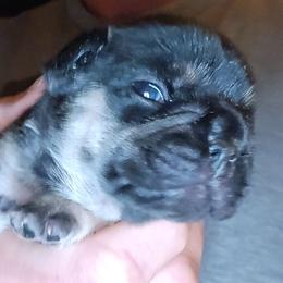Boy 3 - Black and tan male French Bulldog puppy in High Ridge, Missouri from St Louis Frenchies