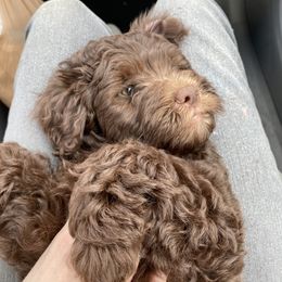 Assorted Doodle Crosses Puppies from Doodles Domain