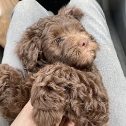 Assorted Doodle Crosses Puppies from Doodles Domain