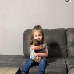 Dachshund Puppies from Dachshund Delight