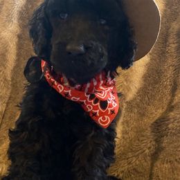NASHVILLE - Black Poodle puppy in Thornton, Colorado from Shandy Poodle