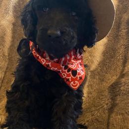 NASHVILLE - Black Poodle puppy in Thornton, Colorado from Shandy Poodle