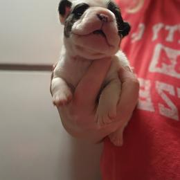 French Bulldog Puppies from Honey Hole Frenchies