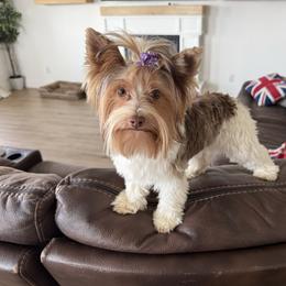 Winnie - Yorkshire Terrier