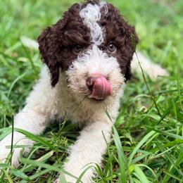 Rowan - Parti male Goldendoodle puppy in Macclenny, Florida from Baker County Goldendoodles