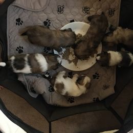 Shih Tzu Puppies from Sugar Paws Heavenly Shih Tzu’s