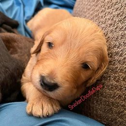 Goldendoodle and Poodle Puppies from SnickerDoodlePups