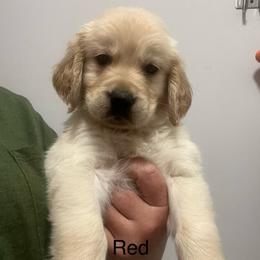 Red - Golden female Golden Retriever puppy in Jesup, Georgia from Painted Platinum Retrievers (Painted Platinum Kennel) PPK