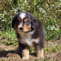 KB.BTM1 - Black tri male Miniature Australian Shepherd puppy in Deer Lodge, Tennessee from KSH Aussie Haven