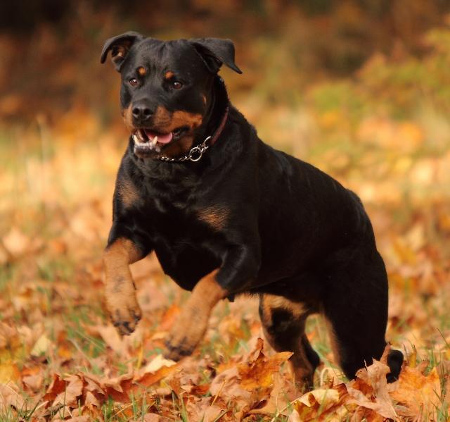 Sky Valley Rottweilers in Washington | Rottweiler puppies | Good Dog