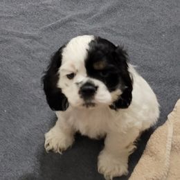 Ozzie - Brown white and tan Cocker Spaniel puppy in St Marys, Ohio from VanTrees Cocker Spaniels