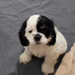 Ozzie - Brown white and tan Cocker Spaniel puppy in St Marys, Ohio from VanTrees Cocker Spaniels