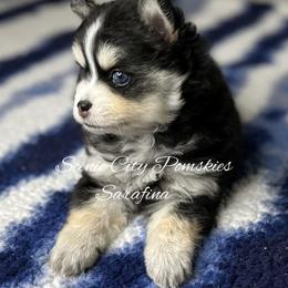 Sarafina - Black and white female Pomsky puppy in Rossville, Georgia from Scenic City Pomskies