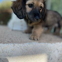 (Green) - Cream Dachshund puppy in Hanford, California from Cooper Gals Doxies