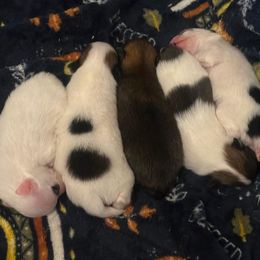 Pomeranian Puppies from Harmony Pomeranians