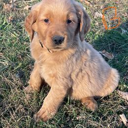 Orange - Dark golden male Golden Retriever puppy in Mount Carmel, Tennessee from HS Goldens