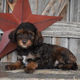 Digory - Phantom male Goldendoodle puppy in Macedon, New York from Toodles Goldendoodles