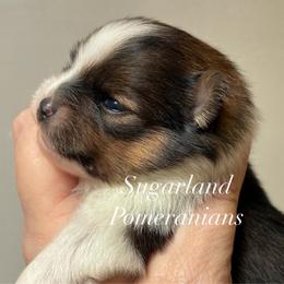Figero - Tri-colored male Pomeranian puppy in Palatka, Florida from Sugarland Pomeranians