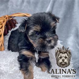 Kristoff - Black and tan male Yorkshire Terrier puppy in Moultrie, Georgia from Alina's Royal Yorkies