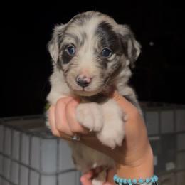 Freedom - Blue merle female Border Collie puppy in Lakeport, California from Akins Aussies/Wild Rose Ranch