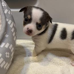 Danny - Black and white male Chihuahua puppy in Amity, Pennsylvania from Rhoda and Verna