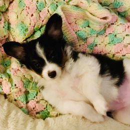 Papillon Puppies from 329 Cheerio Tiny Papillons