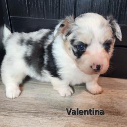 Velntina - Blue merle and white female American Corgi puppy in Oak Harbor, Washington from Blackberry Hill Corgis