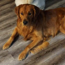 Hunter - Golden Retriever