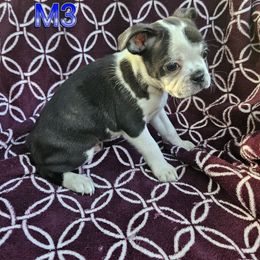 Male 3 - Brindle and white male Boston Terrier puppy in Newton Grove, North Carolina from Sassifras Boston Terriers
