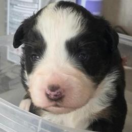 Pink collar - Black tri female Miniature American Shepherd puppy in Pueblo West, Colorado from Bear River Ranch LLC