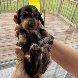 Dapple Boy - Dapple male Dachshund puppy in Marinette/Green Bay, Wisconsin from Incahoots Smooth and Wirehaired Dachshunds