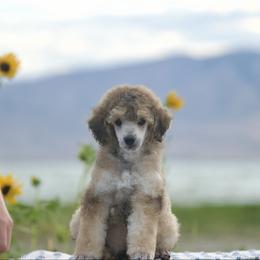 Azriel - Sable male Poodle puppy in Orem, Utah from First Class Poodles