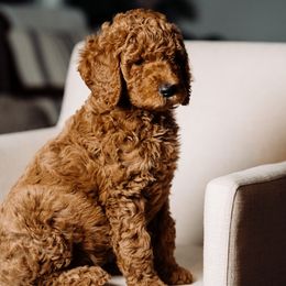 Goldendoodle and Poodle Puppies from Abner Creek Doodles
