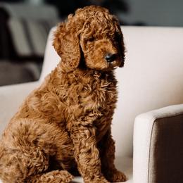 Goldendoodle and Poodle Puppies from Abner Creek Doodles