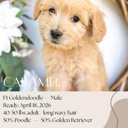 Caramel - Apricot male Goldendoodle puppy in Wilson, North Carolina from Cedar Creek Doodles