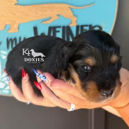 Old Glory - Black and tan male Dachshund puppy in Tulsa, Oklahoma from K4 Doxies