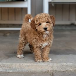 Burr - Red  female Poodle puppy in Laveen, Arizona from Neely Family Poodles
