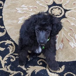 Kenai - Aussiedoodle