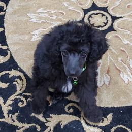 Kenai - Aussiedoodle