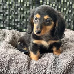 Chloe - Black and tan female Dachshund puppy in Choccolocco, Alabama from Ace’s Doxies