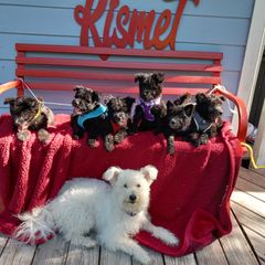 Pumi Puppies from Kismet Pumis